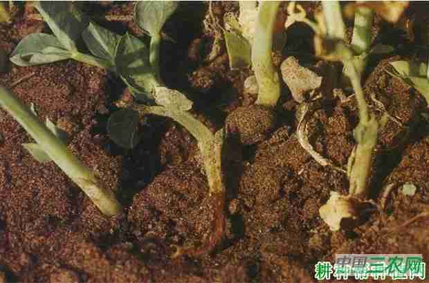 豌豆基腐病怎样防治(豌豆茎基腐病防治方法)